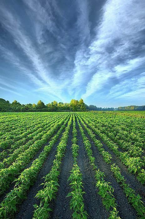 Contacto Agrícola Vejer
